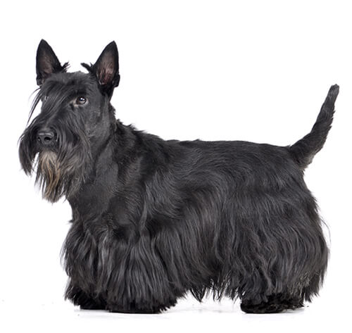 White hotsell scottie terrier